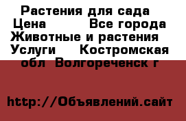 Растения для сада › Цена ­ 200 - Все города Животные и растения » Услуги   . Костромская обл.,Волгореченск г.